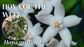 If you want sophisticated Hoya flowers that last long, get Hoya griffithii | Hoya of the Week