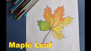 Как нарисовать кленовый лист | How to draw a maple leaf