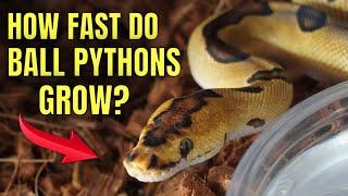 How Fast do Ball Pythons Grow?