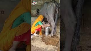 Buffalo Milking By Rural Lady  #VillageLife #BuffaloMilking #AnimalSound #HardWork #Inspiration