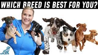 Top 10 Most Popular Dog Breeds (I Was Surprised!)