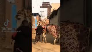 @murtajizbadshah1214 Murtajiz Badshah Matwali Abid Shah lhr #zuljanah #viral #youtube #shorts