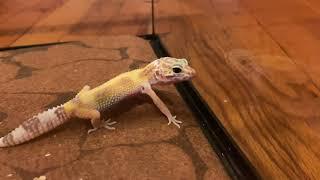 Feeding and Shopping for the Leopard Gecko!