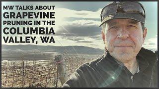 MW Talks Grapevine Pruning in the Columbia Valley, WA