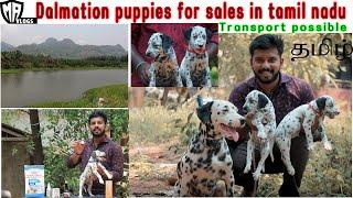 டால்மேஷன் நாய்கள் | DOG SALES | PUPPY SALES | Dalmation dog in tamil | Dalmation |