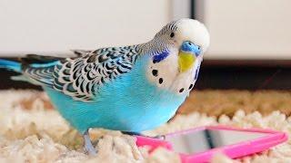 Budgie singing to mirror | Parakeet Sounds