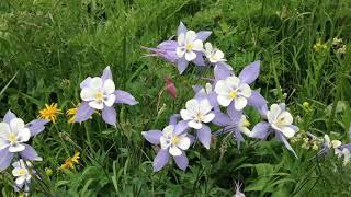 Cantabile - music by Niccolo Paganini - Elisabeth Kern-Roos violin