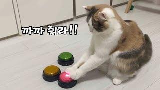 SUB) 고양이 최초로(?) 단어를 조합하기 시작했어요ㅣ녹음부저벨로 대화하는 고양이 ㅣ똑똑한 고양이