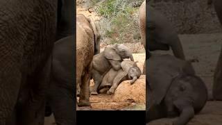 Two Cute Baby Elephant Playing together #elephants #shorts