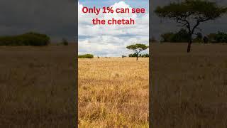 Only 1% Can Spot the Hidden Cheetah!  | 15% OFF Everything!
