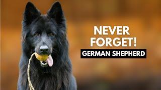 5 Things German Shepherd Dog Owners Must Never Forget