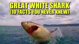 Great White Shark  (10 FACTS You NEVER KNEW)