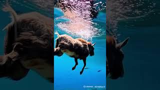 Mountain Goat Underwater! #wildlife #animals #nature