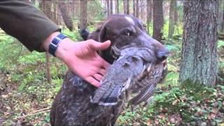 Рябчик добытый на манок.