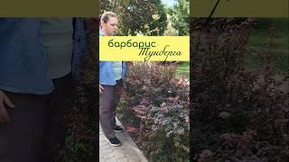 Барбарис ТУНБЕРГА