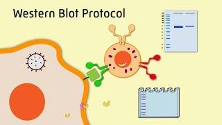 Western Blot Protocol