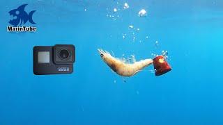 I dropped a GoPro and a shrimp into the sea at a depth of 70 meters! Catching a Bream with a Shrimp?