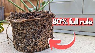 this is why your plants die when you repot them