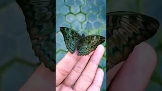 Butterfly Fairy on My Hand | The Male Common Baron (Euthalia aconthea)