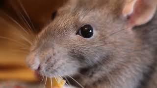 Russian Blue Rat