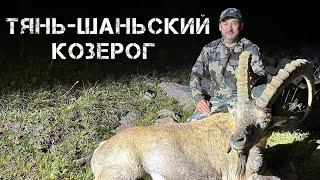 Охота в горах Алматы на Тянь-Шаньского козерога. Hunting for Tien Shan Ibex in Almaty. 2024