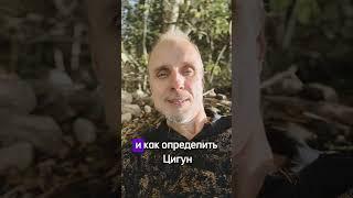 Самый быстрый цигун #цигун #медитация #кумнье