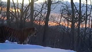 Huge chinese Amur tiger