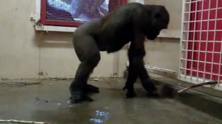 Break Dancing Gorilla at the Calgary Zoo