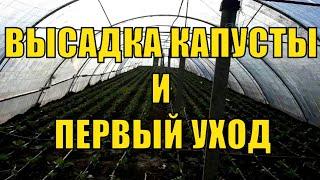 Высадка капусты и уход