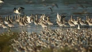 마도요(Eurasian Curlew)(KSHA0719)