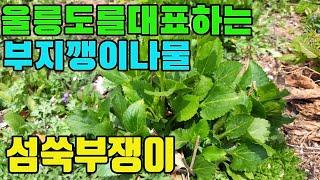 한국의 약용식물(섬쑥부쟁이)-기관지에좋은 산나물-텃밭친구