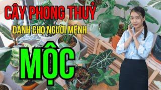 Mệnh Mộc Trồng Cây Gì? Cây Phong Thủy Cho Người Mệnh Mộc May Mắn, Phát Tài