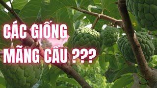 Các Loại Mãng Cầu Tại Vườn | Mãng Cầu Ngọc Thiên OCOP | Ninh Thuận |  Vườn Năm Thiên