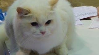 INTERNATIONAL CAT SHOW 2012 - Lodz Poland