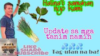 Buhay bukid,,update sa tanim namin,,Dami bunga sitaw natin,,./Kuya Otep TV