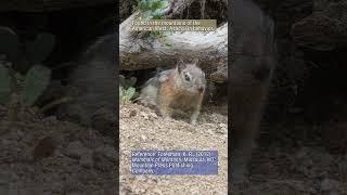 Golden mantled Ground Squirrel