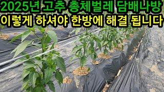 고추 담배나방 총체벌레 진딧물약 텃밭농사 만원이면 올 농사 해결됩니다