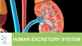 Human Excretory System