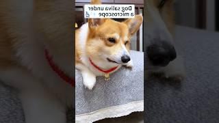 Dog लार को माइक्रोस्कोप में देखा  | #shorts​ #science​ #facts​ #foryou​ #trending​ #viralshorts ​