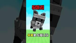 라쿤 무료로 얻는 꿀팁 공개!
