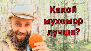 Как правильно выбирать Мухомор Срок жизни гриба? Что лучше, закрытые или открытые шляпки?