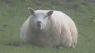 A Fat Sheep