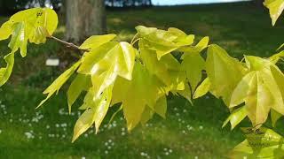 Acer buergerianum javor Bürgerův