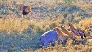 Lion Destroys Hyenas Distracted by Eating a Hippo