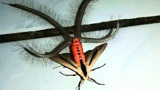 10 WEIRDEST and TERRIFYING Insects That Exist in AUSTRALIA