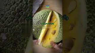 إيه أغرب وأهم حاجات ممكن تعرفها عن الفواكه؟