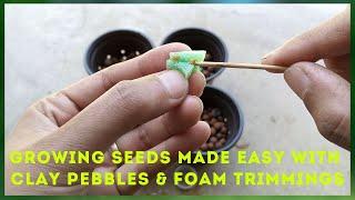 EASY NO MESSY : Growing & Starting Dwarf Tomato Seed in Clay Pebbles & Foam Trimmings | Hydroponics