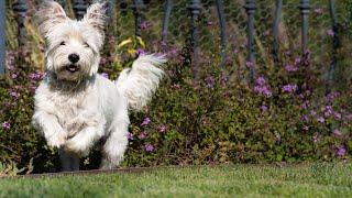 How to Stop Excessive Barking in West Highland White Terriers