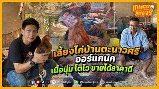 เลี้ยงไก่บ้านตะนาวศรี แบบออร์แกนิก เนื้อนุ่ม โตไว ขายได้ราคาดี | เกษตรสัญจร