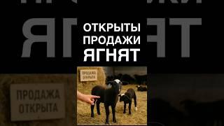 Открыты продажи ягнят #овцеводство #ягнята #бараны #овцы #баран #овца #продажа #цвартблес #бизнес